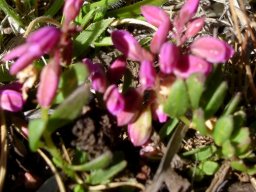 Polygala rhinostigma leaves